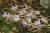 _A003475croofm.jpg